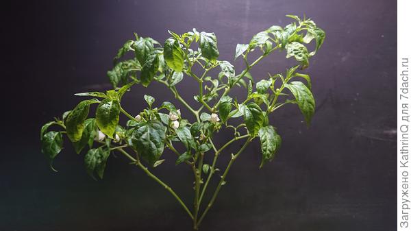 Крона похожа на маленькое дерево