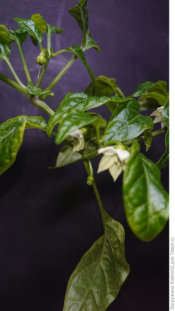 Самые внимательные заметят маленький перчик