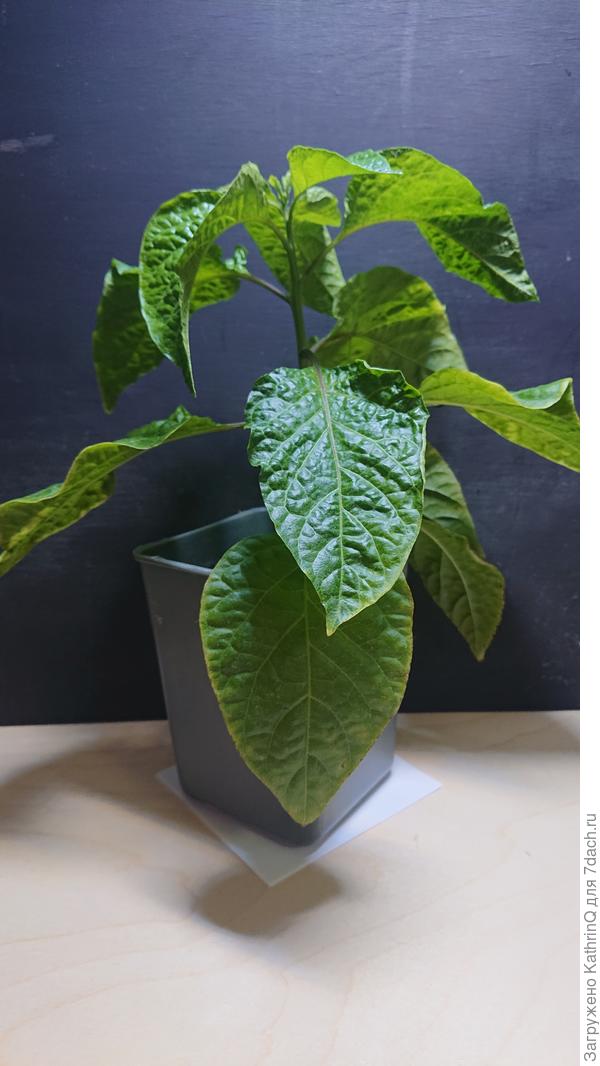 Тринидадский Скорпион