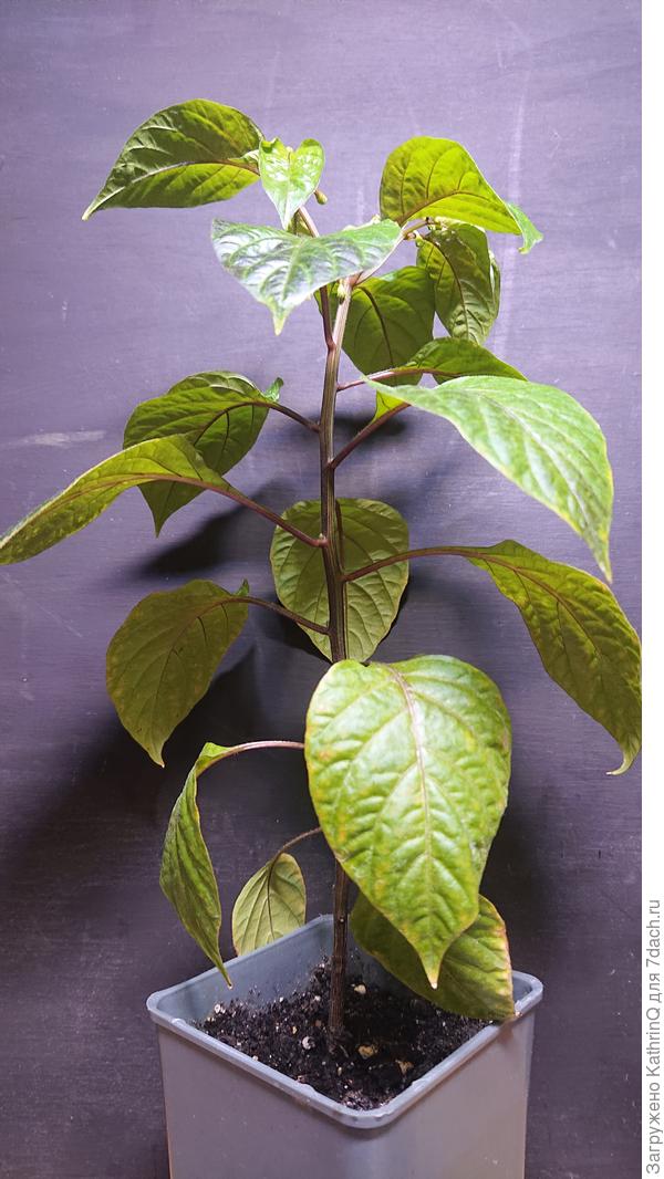 А такой вырос у меня