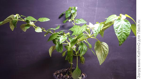 Перец Кузя собственной персоной