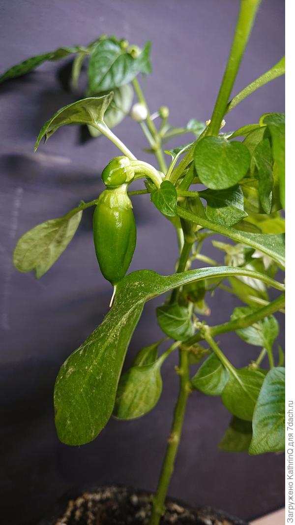 Кузины плоды