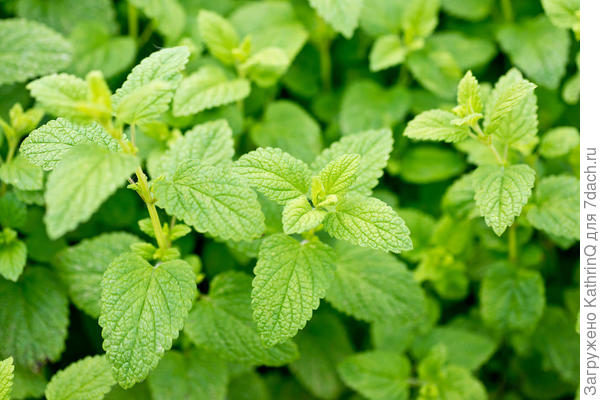 Мелисса лимонная