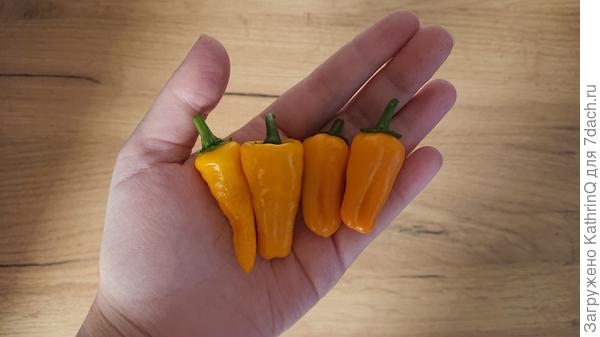 Плоды Costeno Amarillo