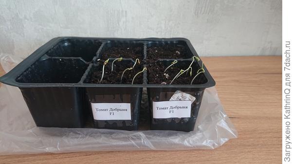 Добрыня взошел очень дружно)))