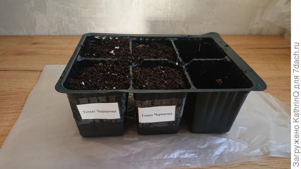 Черничка после посадки