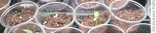 Первый проклюнувшийся росток