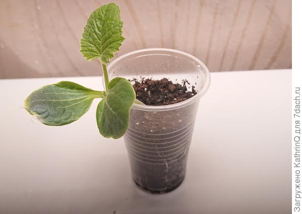 Первый настоящий лист