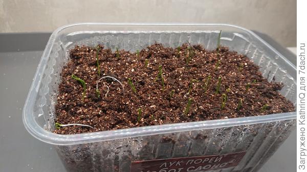 Лук порей -- Хобот слона