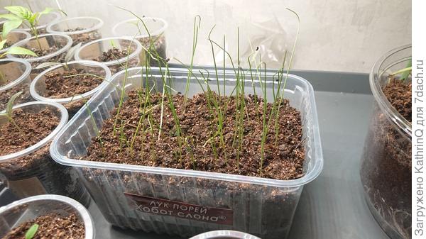 Лук порей — Хобот слона