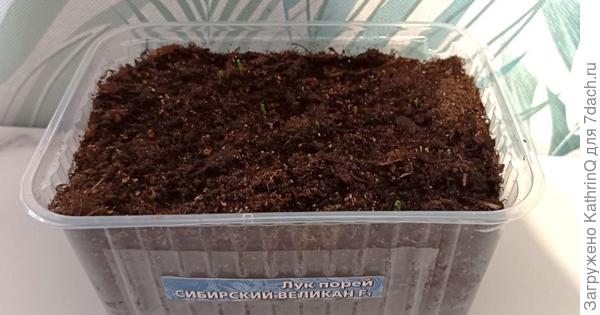 Порей Сибирский великан первые всходы