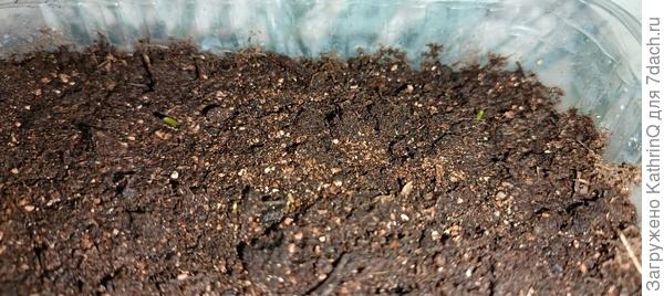 Два первых всхода "Ялтинского красного"