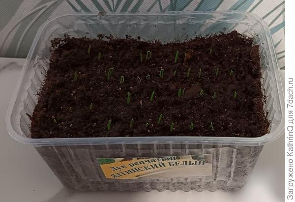 "Ялтинский белый" первые всходы