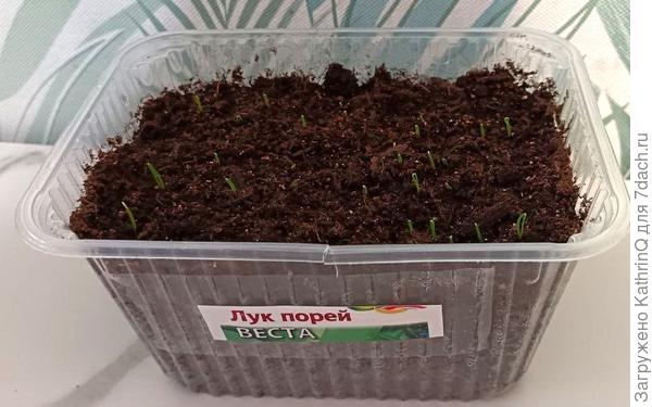 Порей Веста первые всходы
