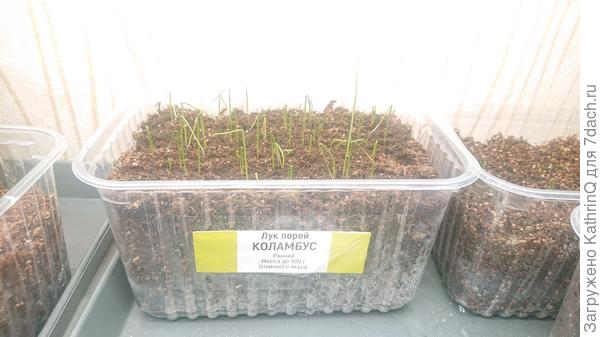 Порей Коламбус