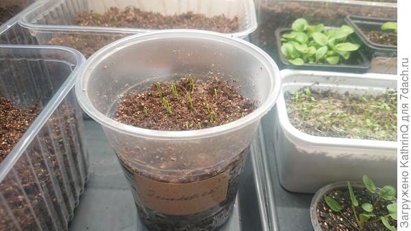 лук деликатес