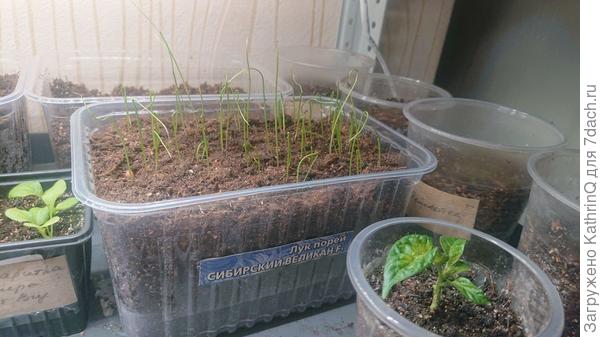 Порей Сибирский великан