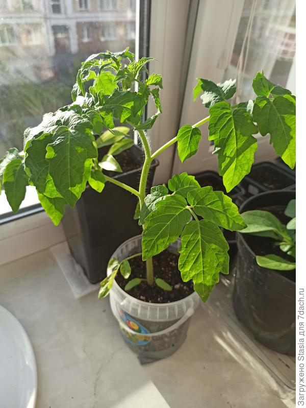 Общий вид растения