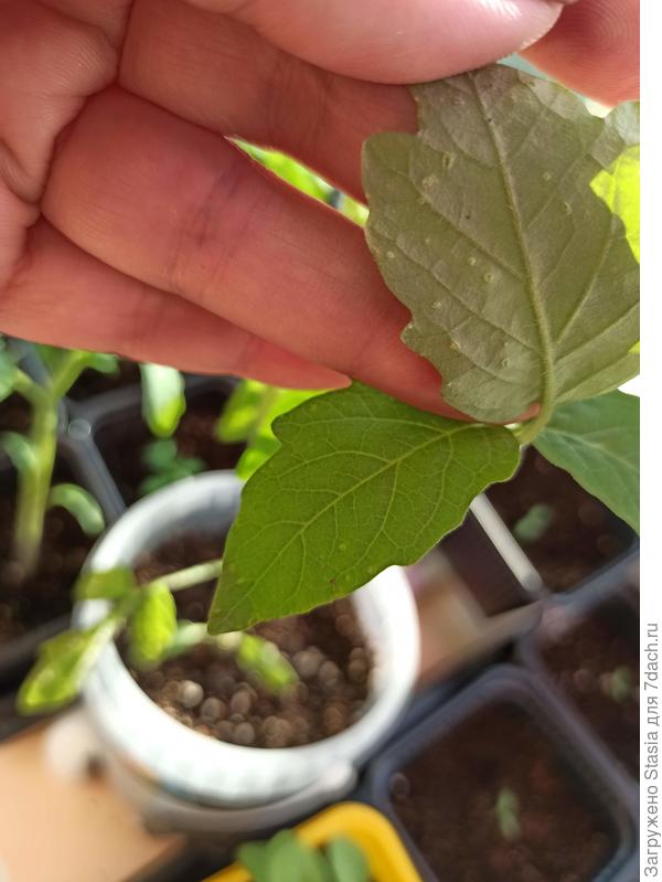 Так они выглядят снизу