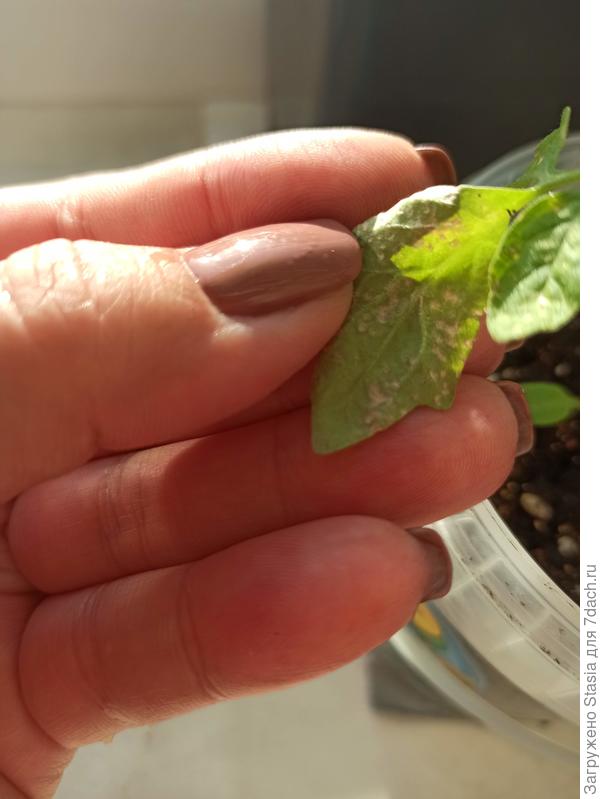 Пятна с нижней стороны листа