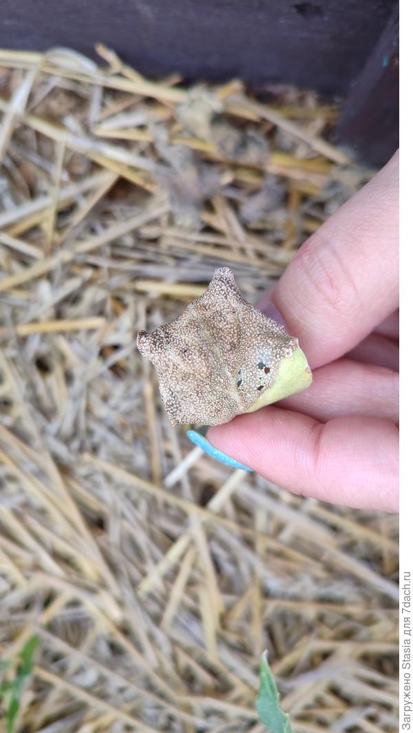 Есть и на семядолях