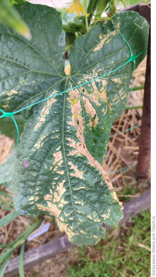 Распространение пятен по всему листу