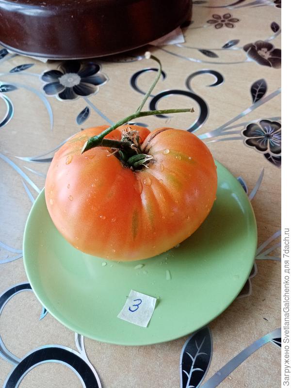 Брэндивайн абрикосовый