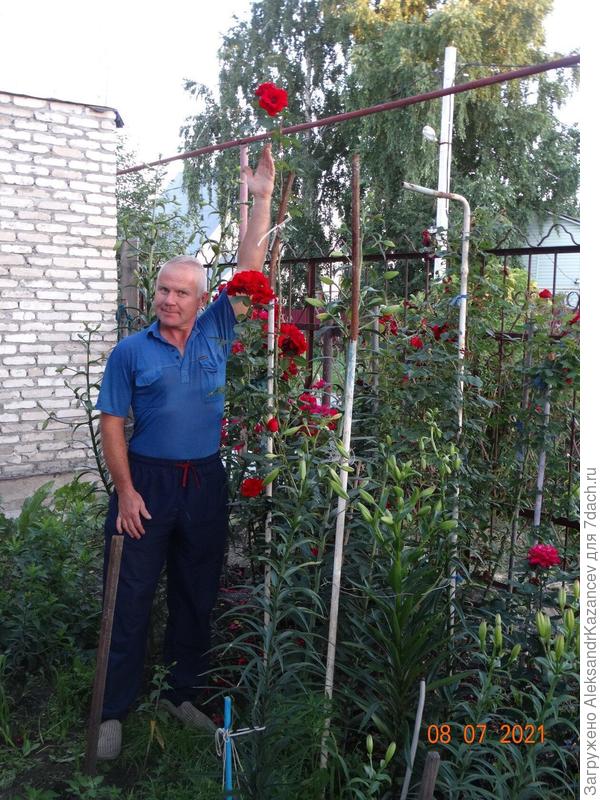 розовые розы не достать руками