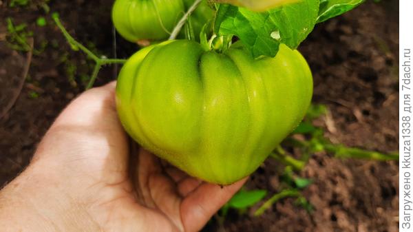 томат сорт СЕРДЦЕ ИВАНУШКИ