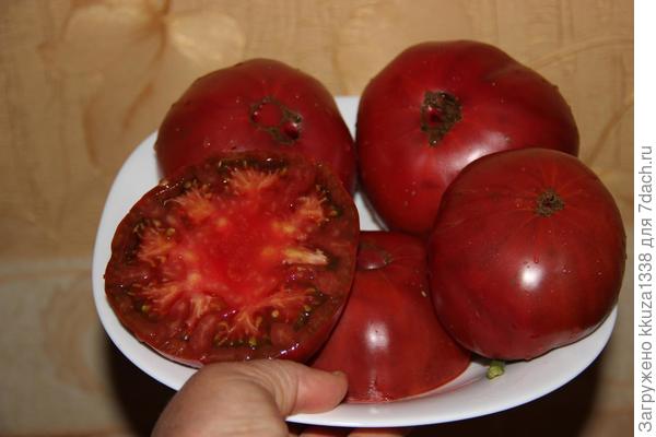 томат сорт КАРБОН