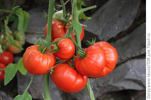 томат БЫЧИЙ ЛОБ