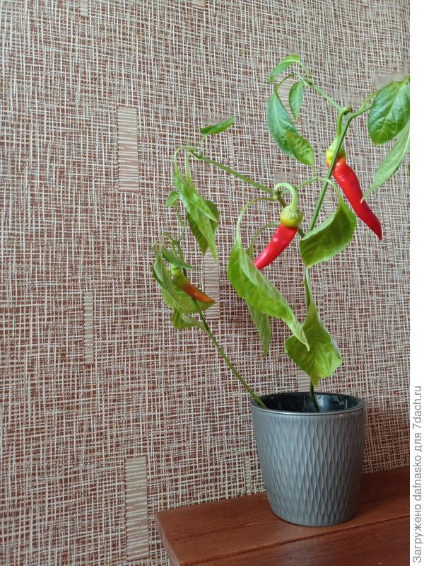 Он же - Спаньола