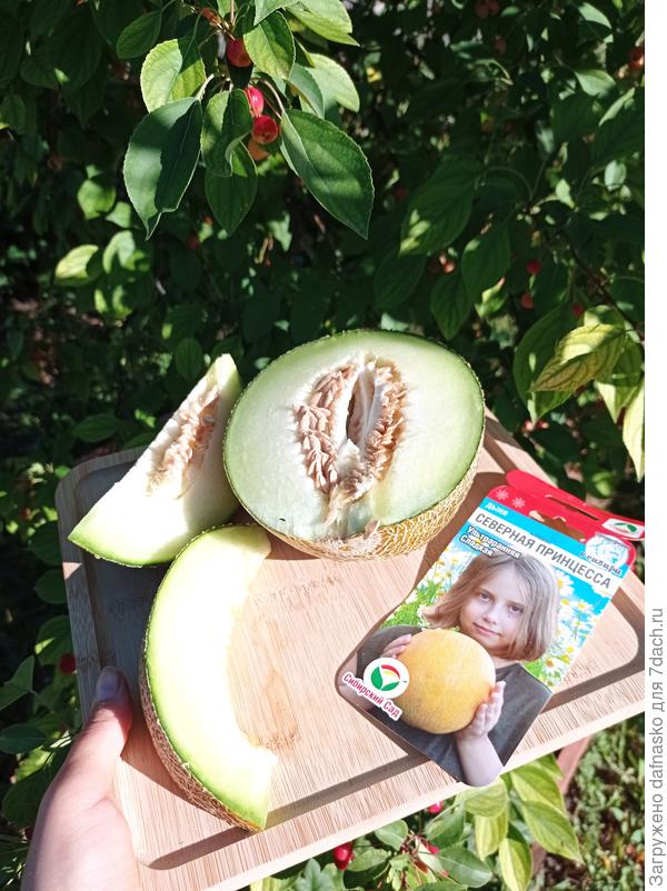 Дыня Северная принцесса от Сибирского сада - обалденно вкусная и сладкая, как мед