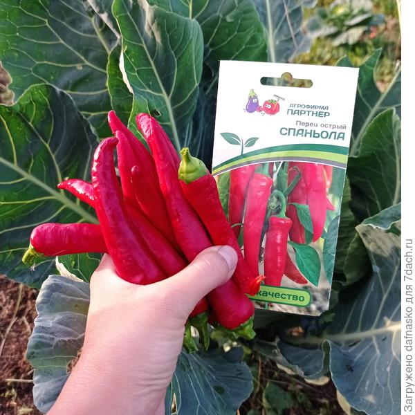 Перец острый Спаньола от Партнёра, как и обычно радует своей урожайностью (сажу в горшок)