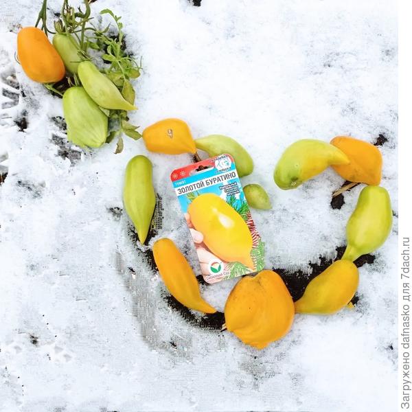 Томат Золотой Буратино также от Сибирского сада