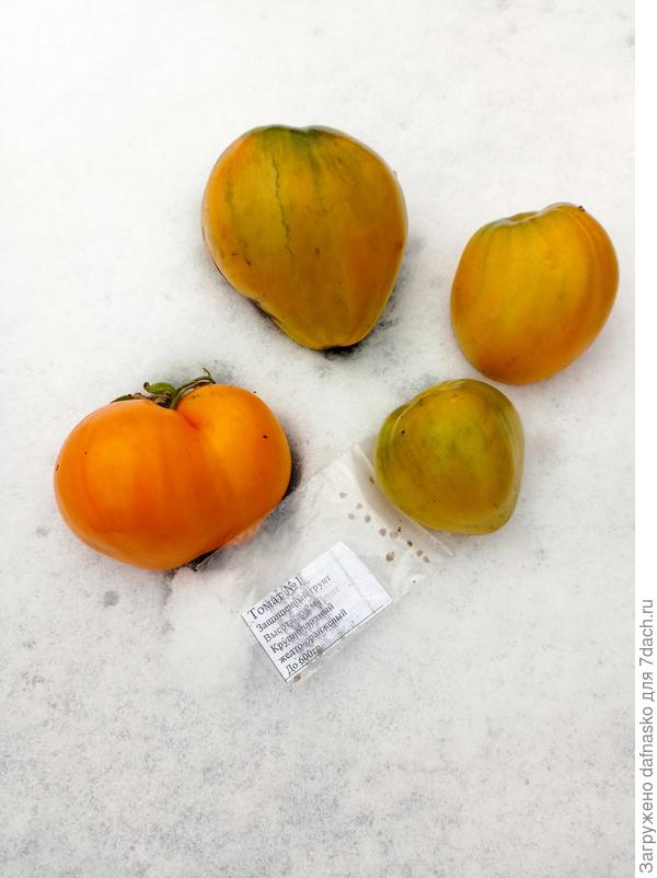 Потрясающий томат-загадка тестирования изначально, а теперь уже известный Медовый толстопуз. Восхитительный вкус и аромат, шикарная урожайность и неприхотливость этого томата убеждают посадить его на следующий сезон