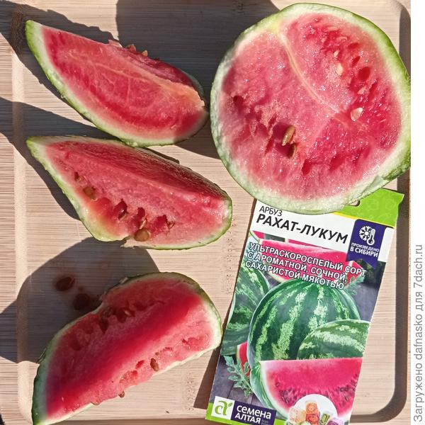 Первый свой арбуз Рахат-лукум от Семена Алтая