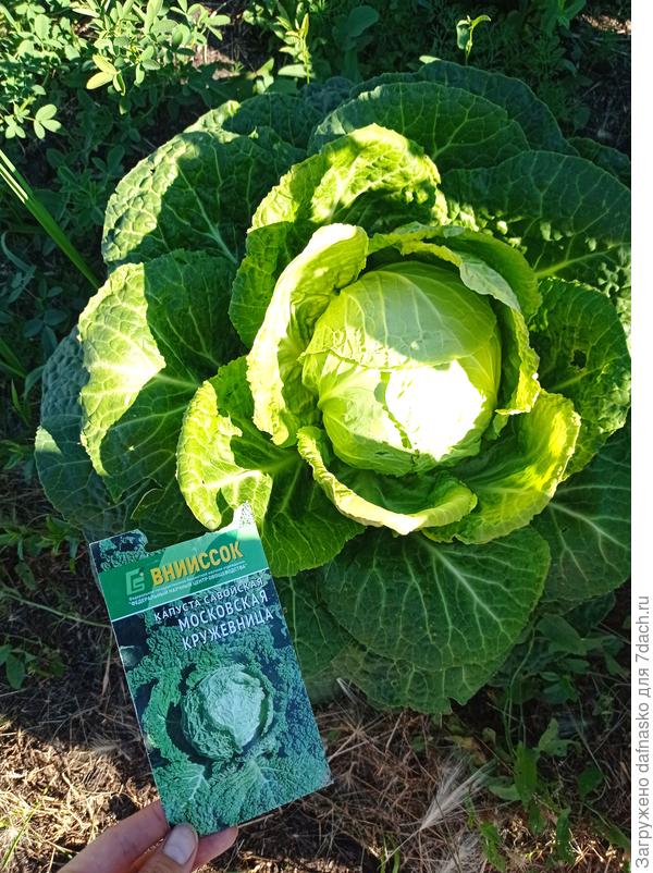 Вкусная и нежная Савойская капуста Московская кружевница от ВНИИ ССОК