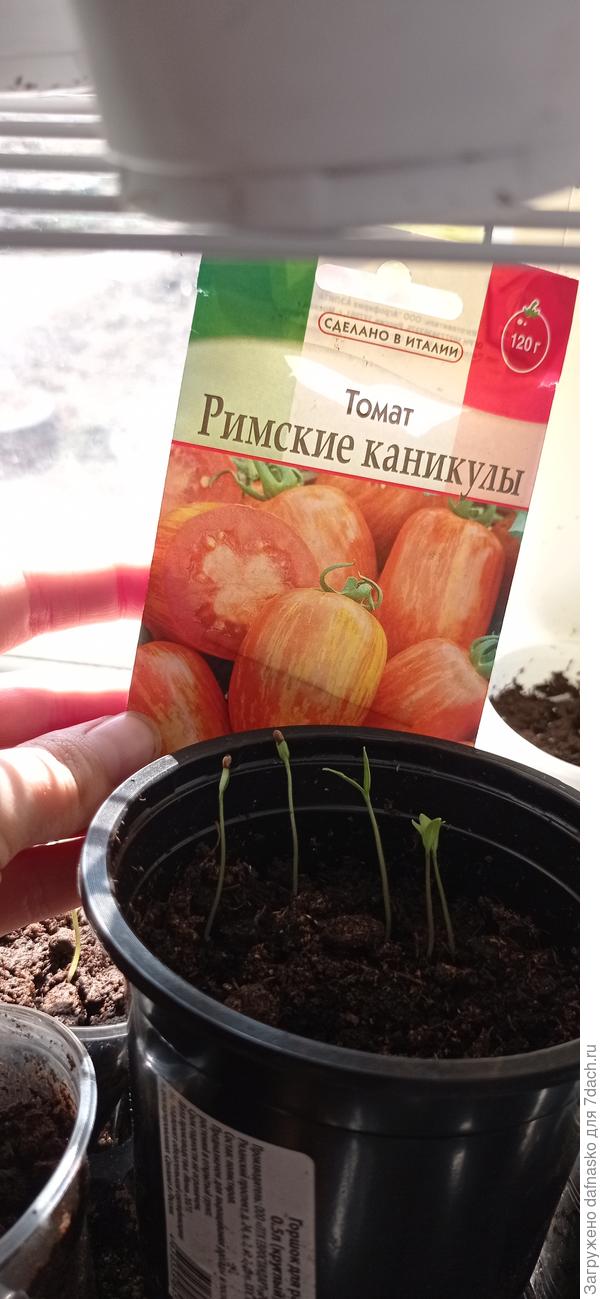 Долгожданные петельки Римских каникул