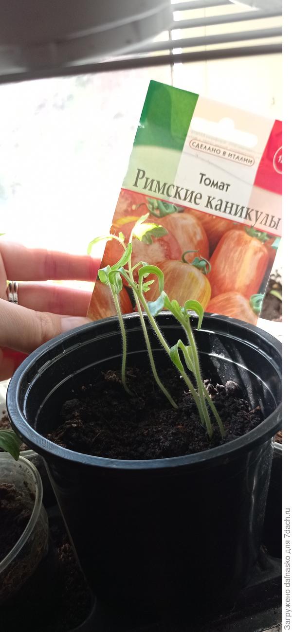 Римские каникулы фото от 25 апреля