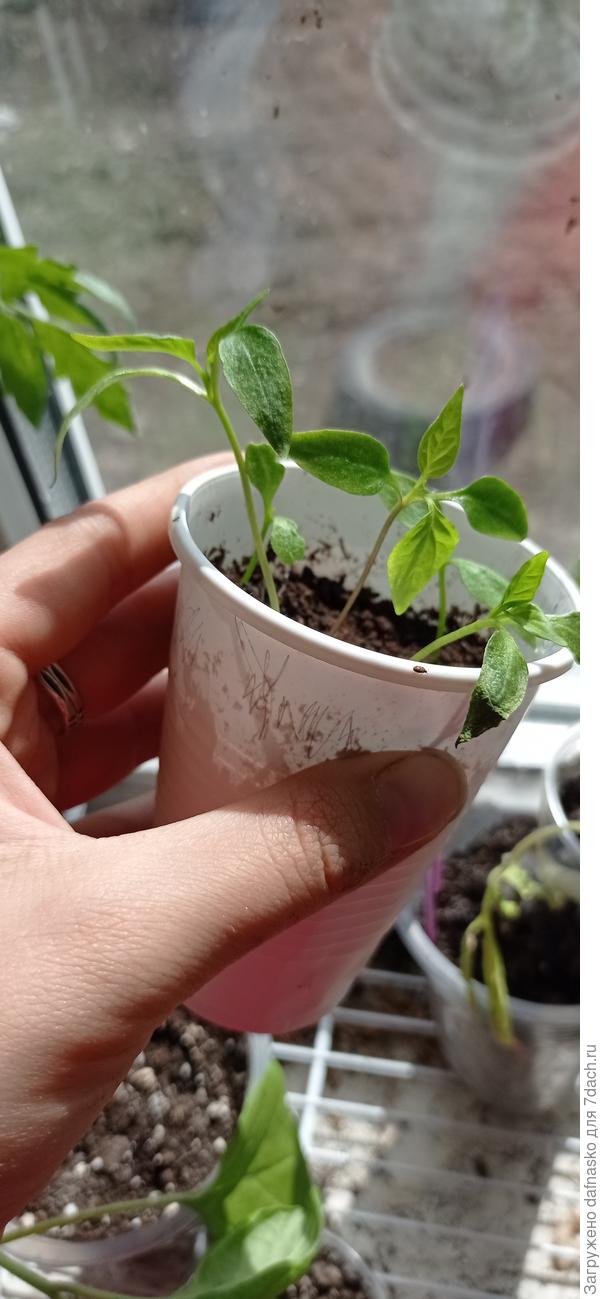 Перцы 26 апреля в 250 мл