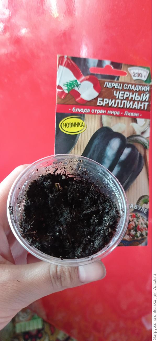 Подгнивший хвостик