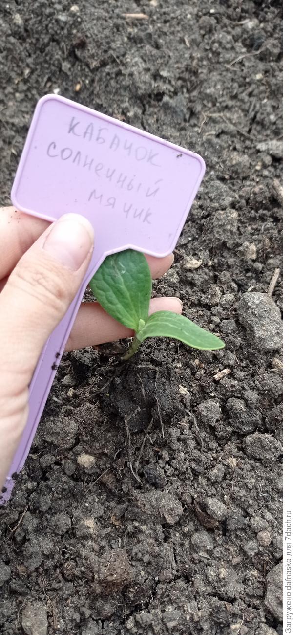 Первый листочек