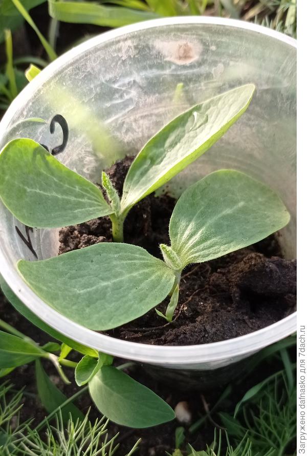 Фото двух оставшихся в теплице от 17 мая