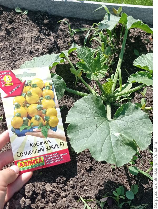 Фото от 4 июня высаженного в ОГ 20 мая