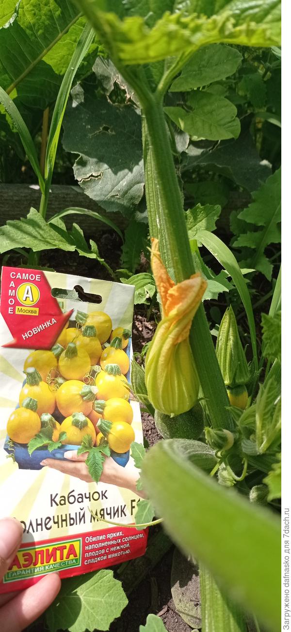 Фото от 16 июня