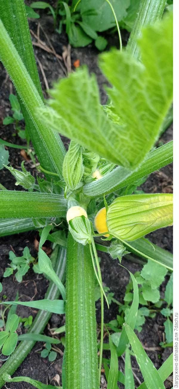 Фото от 18 июня