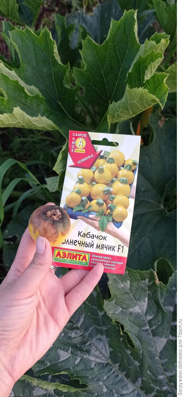 Фото от 2 июля - гнили кабачки предполагаю из-за неправильного полива и недостаточного проветривания