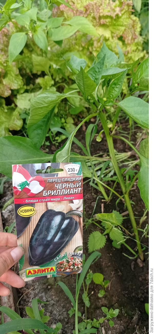 Фото от 25 июня