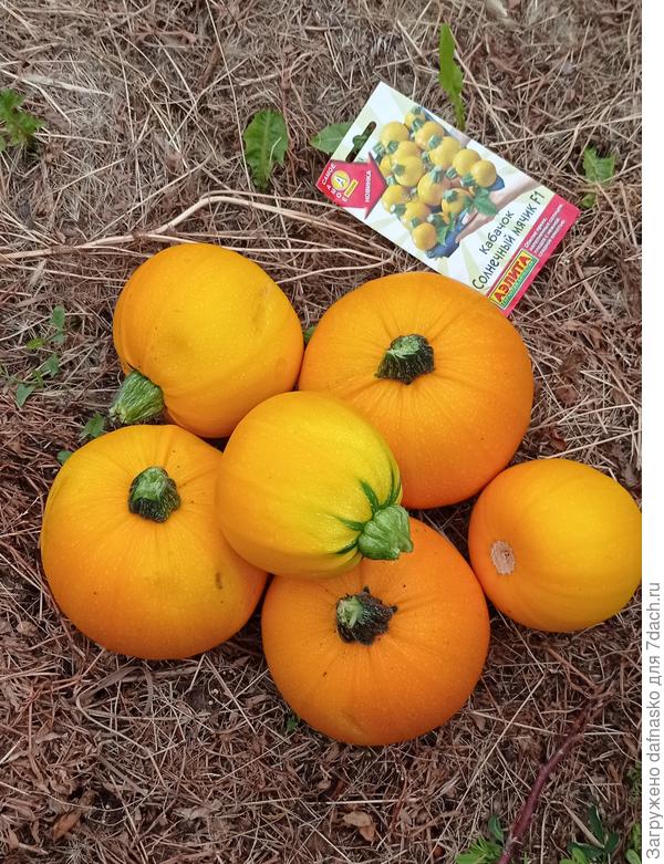 Красавчики мячики - часть урожая